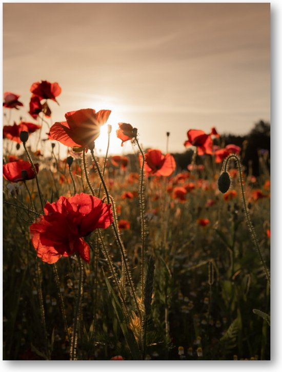 Poppy bloemen - Fotoposter 30x40