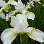 6x Baardloze iris - Iris sibirica ‘Snow Queen’ - Pot 9x9cm