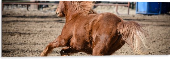 Dibond - Bruine Pony Rennend door het Zand - 120x40 cm Foto op Aluminium (Wanddecoratie van metaal)