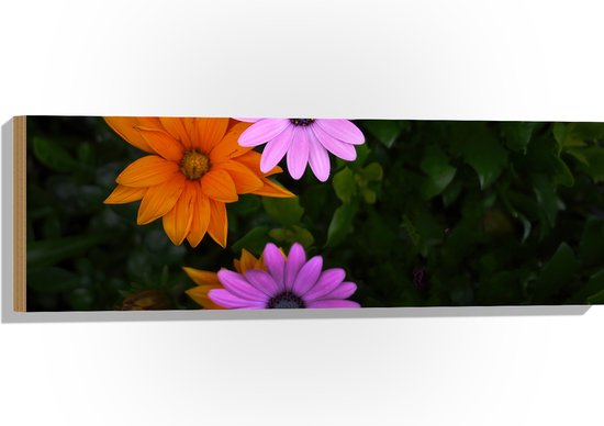 Hout - Bovenaanzicht van Roze en Oranje Spaanse Margietjes Bloemen in de Struiken - 90x30 cm - 9 mm dik - Foto op Hout (Met Ophangsysteem)