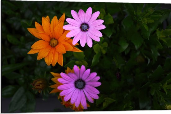 Dibond - Bovenaanzicht van Roze en Oranje Spaanse Margietjes Bloemen in de Struiken - 90x60 cm Foto op Aluminium (Wanddecoratie van metaal)