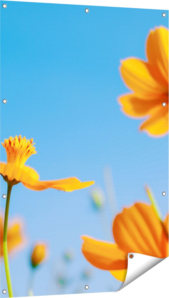 Gards Tuinposter Oranje Cosmea Bloemen - 80x120 cm - Tuindoek - Tuindecoratie - Wanddecoratie buiten - Tuinschilderij Multikleur