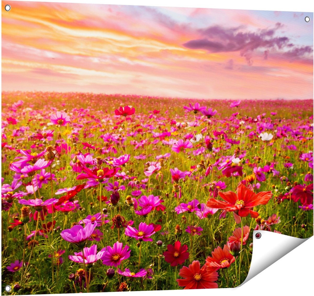 Gards Tuinposter Kleurrijke Kosmos Bloemenveld - 100x80 cm - Tuindoek - Tuindecoratie - Wanddecoratie buiten - Tuinschilderij Multikleur