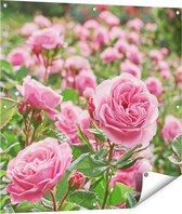 Gards Tuinposter Roze Rozen Bloemenveld - 90x90 cm - Tuindoek - Tuindecoratie - Wanddecoratie buiten - Tuinschilderij