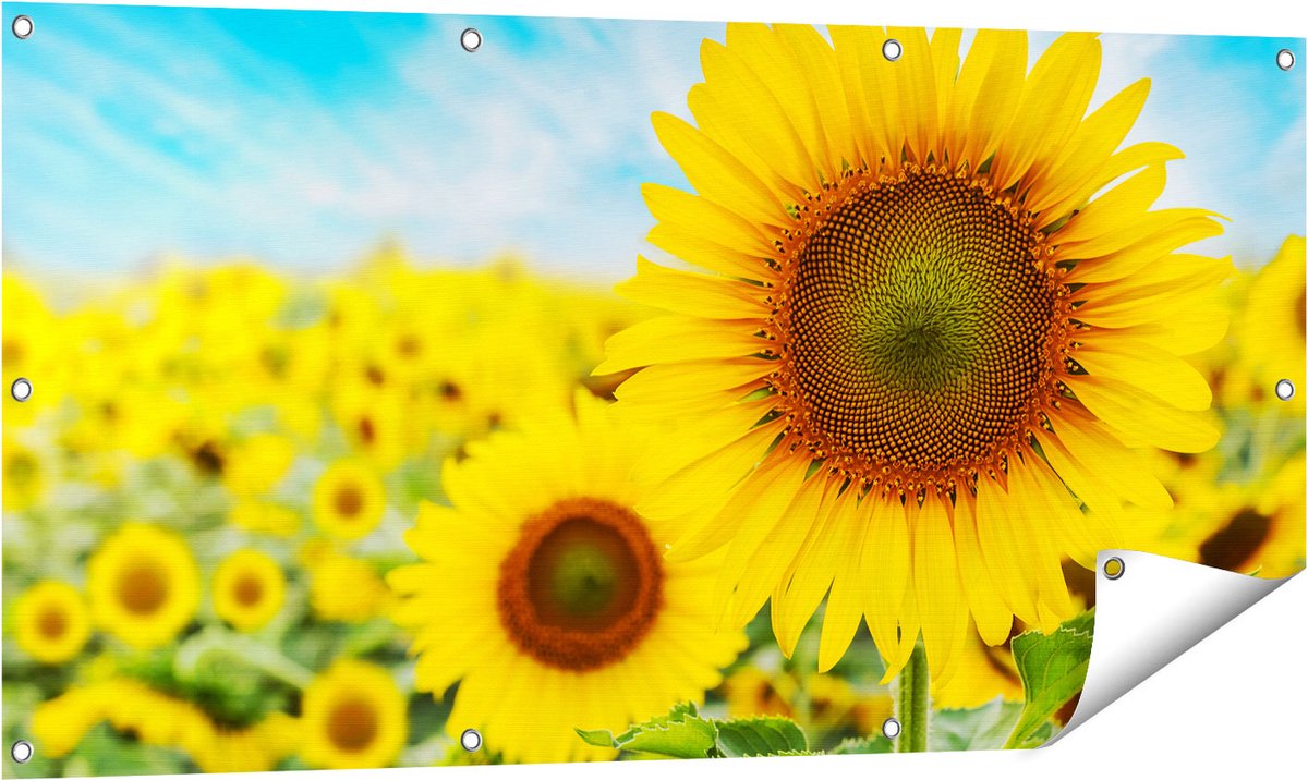 Gards Tuinposter Zonnebloemen Veld - 120x60 cm - Tuindoek - Tuindecoratie - Wanddecoratie buiten - Tuinschilderij Multikleur