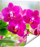Gards Tuinposter Roze Orchidee Bloemen - 60x60 cm - Tuindoek - Tuindecoratie - Wanddecoratie buiten - Tuinschilderij
