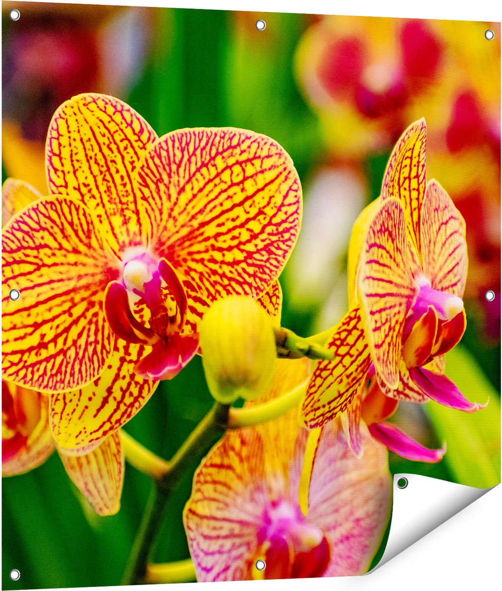 Gards Tuinposter Geel Rode Orchidee Bloemen - 90x90 cm - Tuindoek - Tuindecoratie - Wanddecoratie buiten - Tuinschilderij Multikleur
