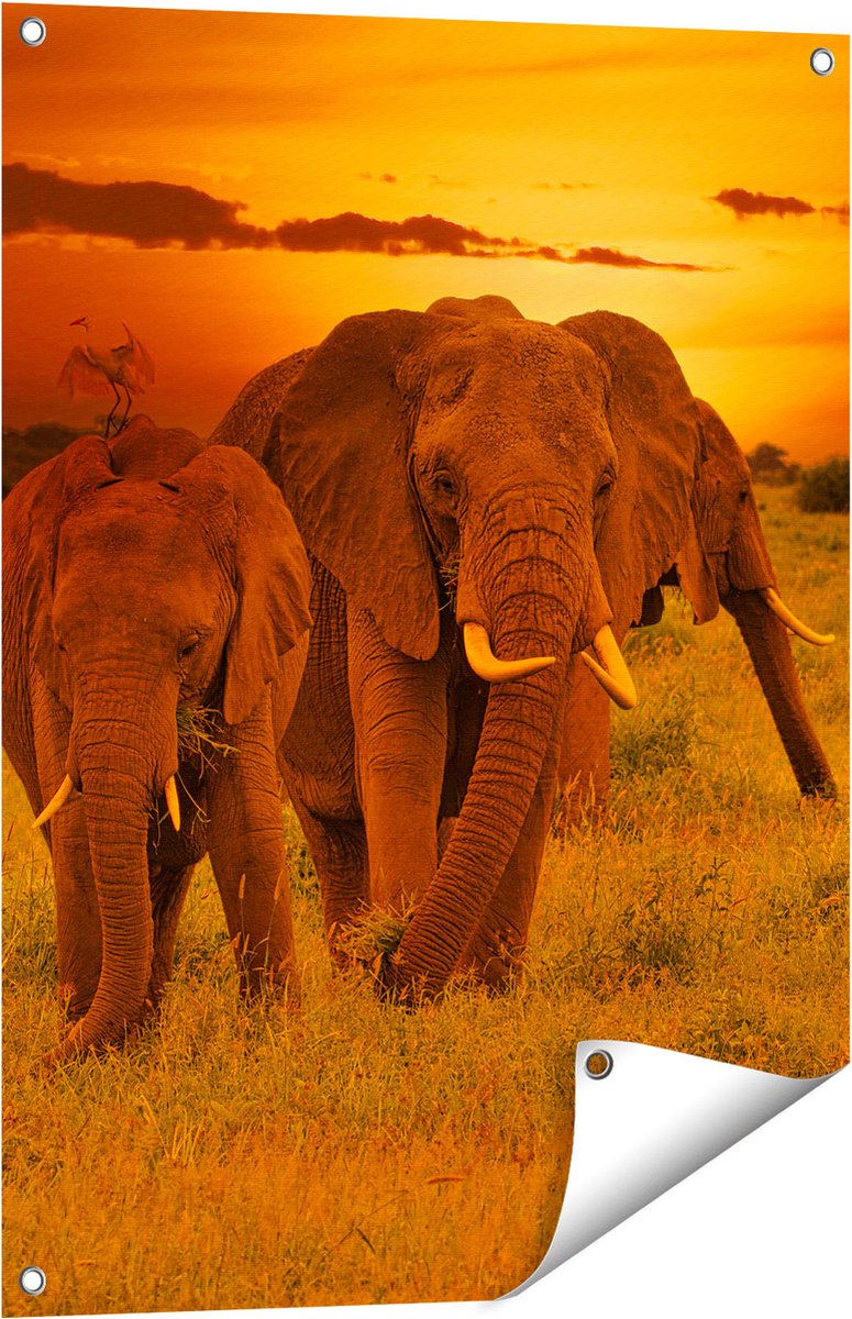 Gards Tuinposter Olifanten in het Wild - Zonsondergang - 60x80 cm - Tuindoek - Tuindecoratie - Wanddecoratie buiten - Tuinschilderij Multikleur