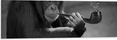 Dibond - Chimpansee Aap Rokend aan Pijp (Zwart- wit) - 120x40 cm Foto op Aluminium (Wanddecoratie van metaal)