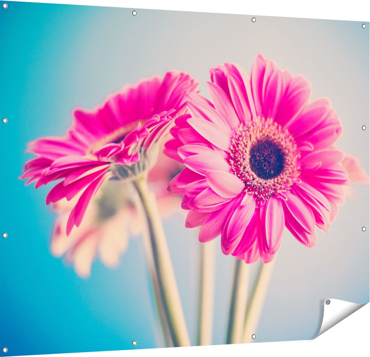 Gards Tuinposter Twee Roze Anjers - Bloemen - 150x120 cm - Tuindoek - Tuindecoratie - Wanddecoratie buiten - Tuinschilderij Multikleur