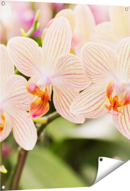 Gards Affiche de jardin Fleurs d'orchidées Witte rayées - 80x100 cm - Toile jardin - Décoration de jardin - Décoration murale extérieur - Tableau jardin