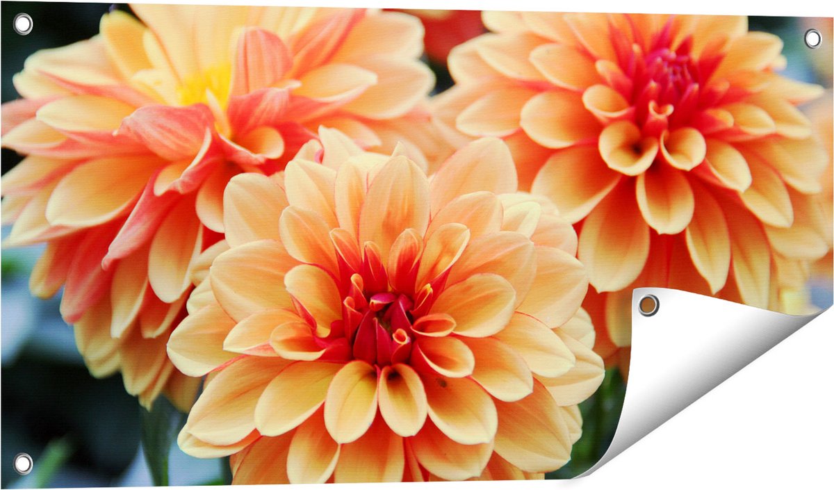 Gards Tuinposter Oranje Dahlia Bloemen - 80x40 cm - Tuindoek - Tuindecoratie - Wanddecoratie buiten - Tuinschilderij Multikleur