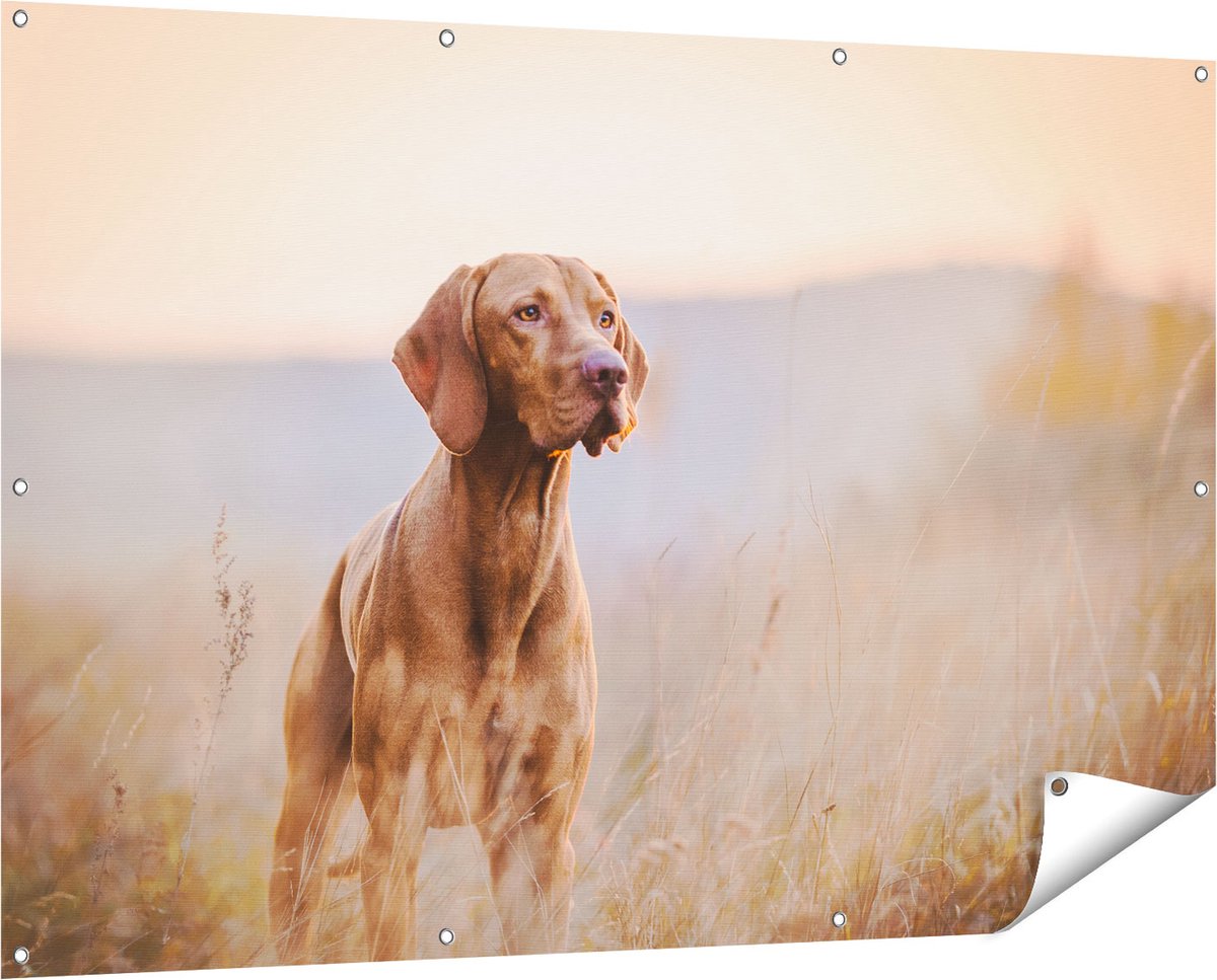 Gards Tuinposter Hongaarse Vizsla Hond in het Gras - 150x100 cm - Tuindoek - Tuindecoratie - Wanddecoratie buiten - Tuinschilderij Multikleur