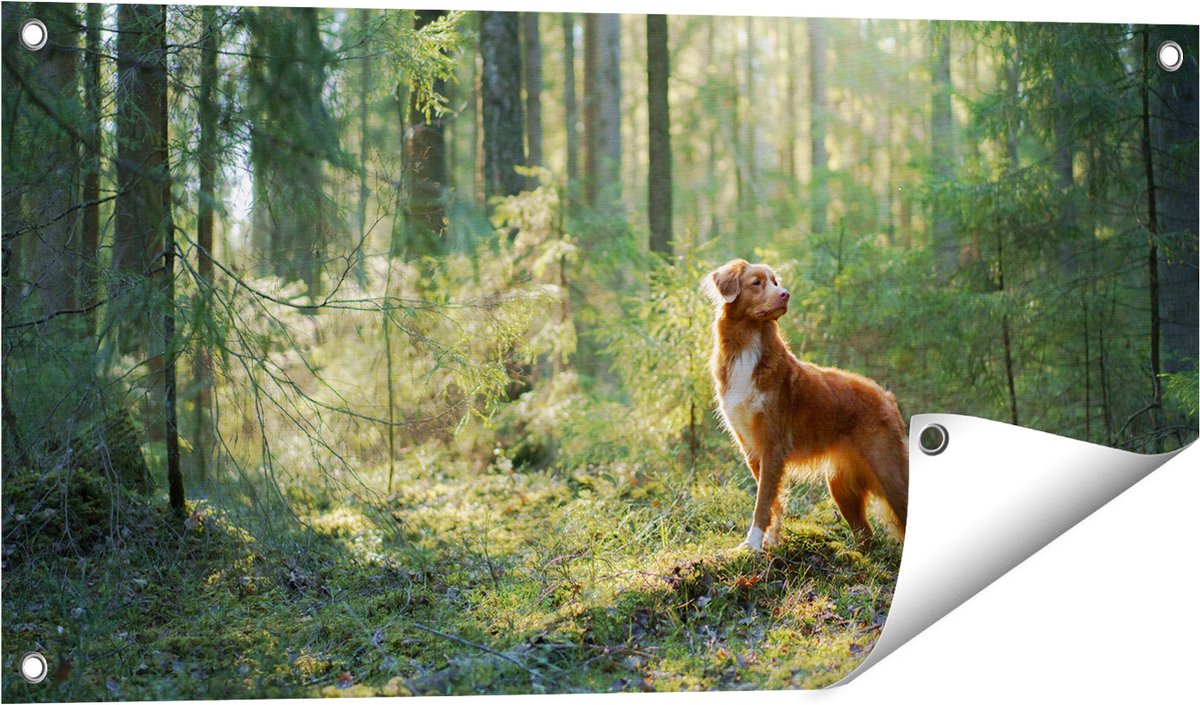 Gards Tuinposter Retriever Hond in het Bos met Zon - 80x40 cm - Tuindoek - Tuindecoratie - Wanddecoratie buiten - Tuinschilderij Multikleur