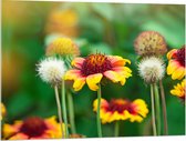 Acrylglas - Gaillardia Pulchella Bloemen in het Veld - 100x75 cm Foto op Acrylglas (Met Ophangsysteem)