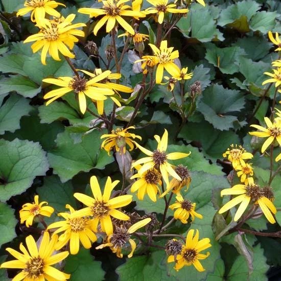 6x Grijsaard - Ligularia dentata ‘Desdemona’ - Pot 9x9cm