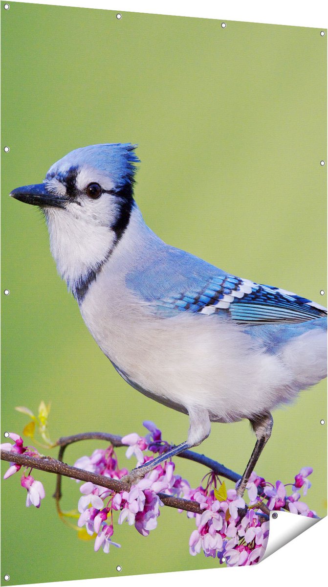 Gards Tuinposter Blauwe Gaai Vogel op een Tak - Kleur - 120x180 cm - Tuindoek - Tuindecoratie - Wanddecoratie buiten - Tuinschilderij Multikleur