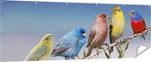 Gards Tuinposter Kleurrijke Zangvogels op een Tak - Kleur - 210x70 cm - Tuindoek - Tuindecoratie - Wanddecoratie buiten - Tuinschilderij