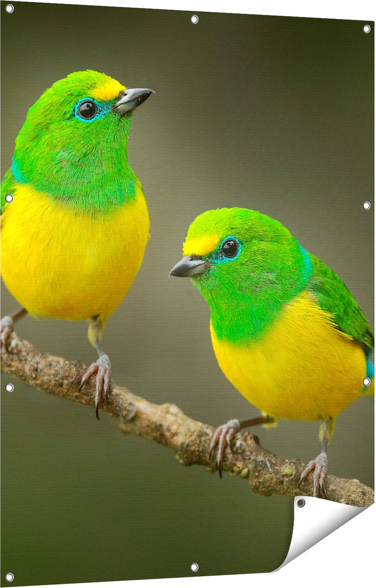 Gards Tuinposter Twee Groen Gele Zangvogels op een Tak - 90x120 cm - Tuindoek - Tuindecoratie - Wanddecoratie buiten - Tuinschilderij Multikleur