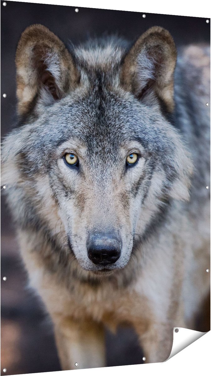 Gards Tuinposter Wolvenkop - Grijze Wolf - 120x180 cm - Tuindoek - Tuindecoratie - Wanddecoratie buiten - Tuinschilderij Multikleur