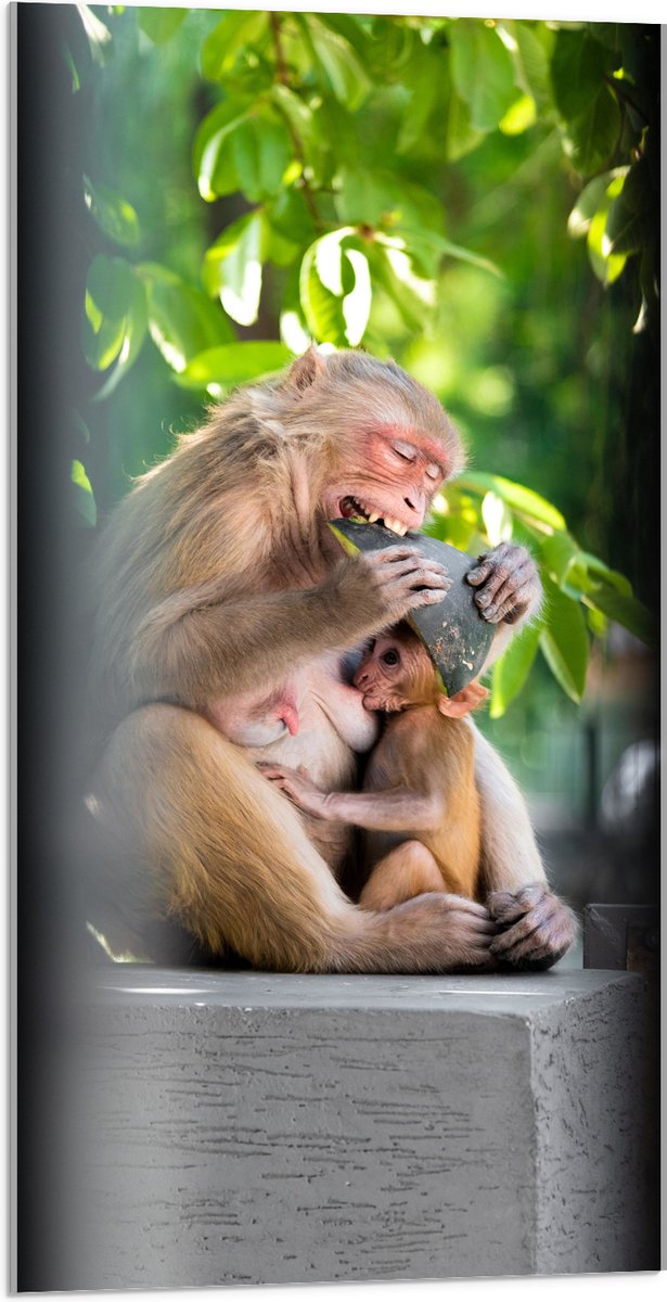 Acrylglas - Drinkende Baby Aap bij Etende Moeder - 50x100 cm Foto op Acrylglas (Met Ophangsysteem)