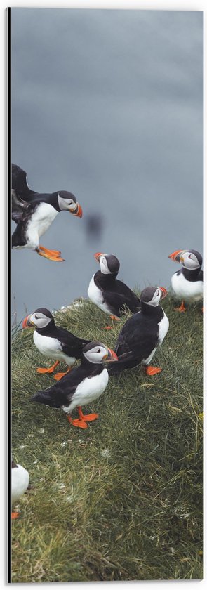 Dibond - Groep Papegaaiduikers op Grasveld - 20x60 cm Foto op Aluminium (Met Ophangsysteem)