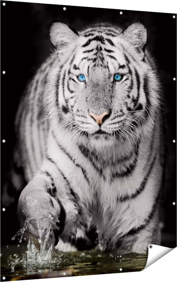Gards Tuinposter Tijger met Blauwe Ogen - Zwart Wit - 120x160 cm - Tuindoek - Tuindecoratie - Wanddecoratie buiten - Tuinschilderij Multikleur