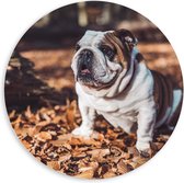 PVC Schuimplaat Muurcirkel - Kleine Bruine met Witte Bulldog tussen de Herfstbladeren - 60x60 cm Foto op Muurcirkel (met ophangsysteem)