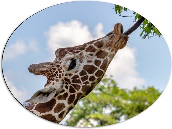 Dibond Ovaal - Giraffekop Etend van Planten aan Hoge Boom - 80x60 cm Foto op Ovaal (Met Ophangsysteem)