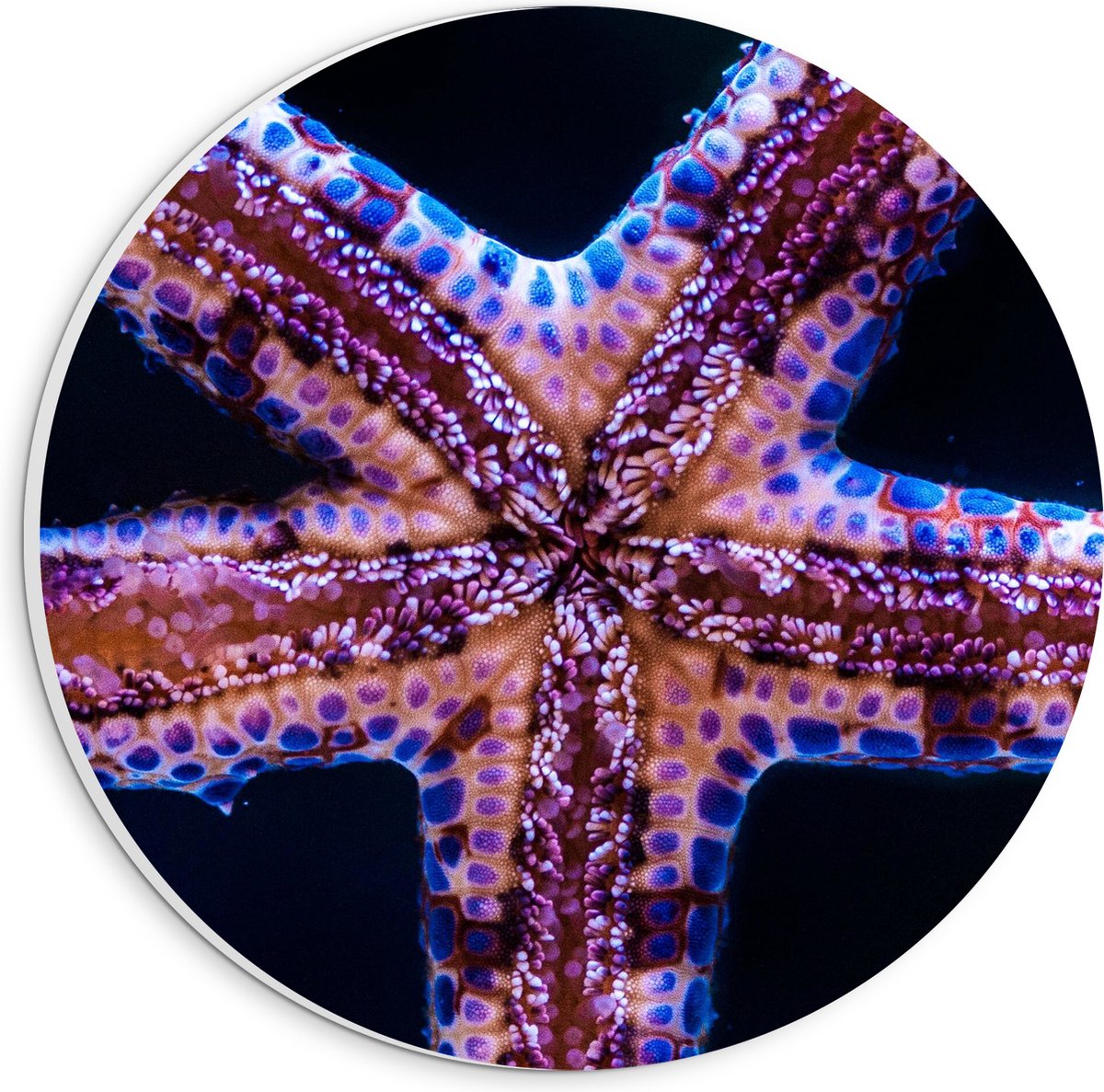 PVC Schuimplaat Muurcirkel - Close-up van Zeester tegen Raam van Aquarium - 20x20 cm Foto op Muurcirkel (met ophangsysteem)