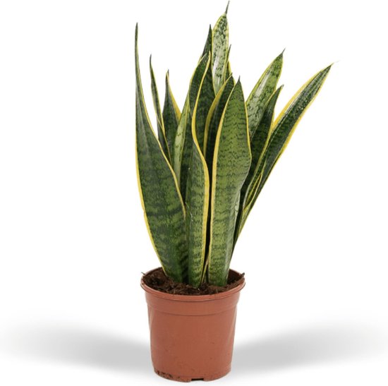 Hello Plants Sansevieria Laurentii Vrouwentong Ø 14 Cm Hoogte 55 Cm 