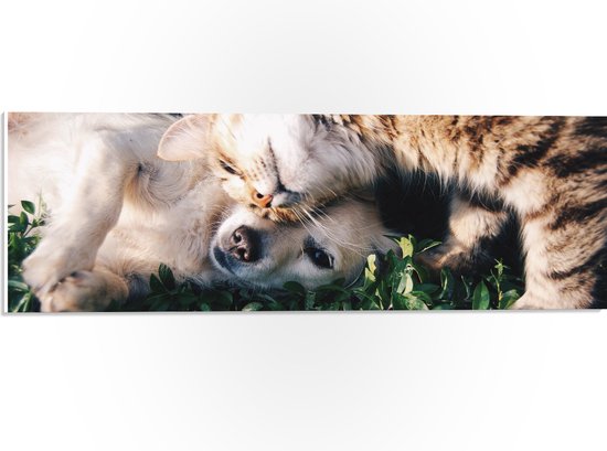 PVC Schuimplaat- Bruine Kat Knuffelend met Labrador Puppy in het Grasveld - 60x20 cm Foto op PVC Schuimplaat