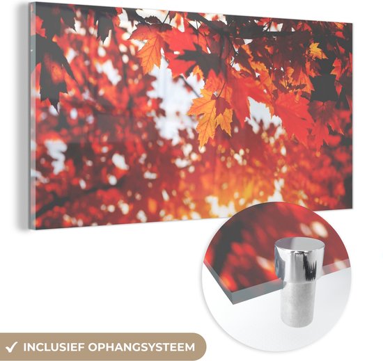 MuchoWow® Glasschilderij 120x60 cm - Schilderij acrylglas - Herfstbladeren - Landelijke decoratie - Zon - Foto op glas - Schilderijen