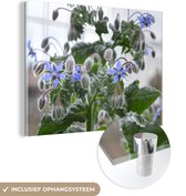 MuchoWow® Glasschilderij 160x120 cm - Schilderij acrylglas - Bloeiende bernagie plant in de natuur - Foto op glas - Schilderijen