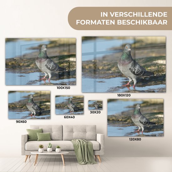 Pigeon rocheux dans l'eau Plexiglas 60x40 cm - Tirage photo sur Glas (décoration murale en plexiglas)
