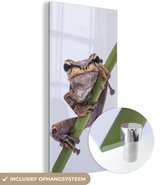 MuchoWow® Peinture sur Verre - Grenouille - Branche - Grijs - 60x120 cm - Peintures sur Verre Acrylique - Photo sur Glas