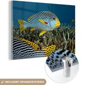 MuchoWow® Glasschilderij 30x20 cm - Schilderij acrylglas - Vis - Bodem - Zee - Foto op glas - Schilderijen