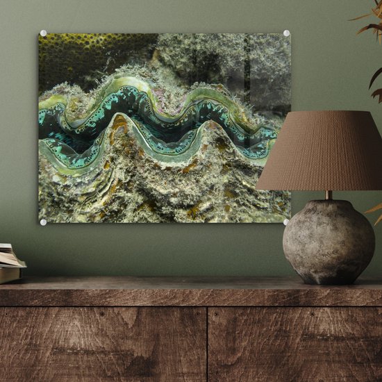 Gros plan d'une palourde de police colorée à Whitsunday Islands Plexiglass 40x30 cm - petit - Tirage photo sur Glas (décoration murale en plexiglas)