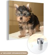 MuchoWow® Glasschilderij 90x90 cm - Schilderij acrylglas - Portretfoto van een Yorkshire Terrier - Foto op glas - Schilderijen