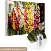 MuchoWow® Glasschilderij 180x120 cm - Schilderij acrylglas - Gladiolen - Bloemen - Kleuren - Foto op glas - Schilderijen