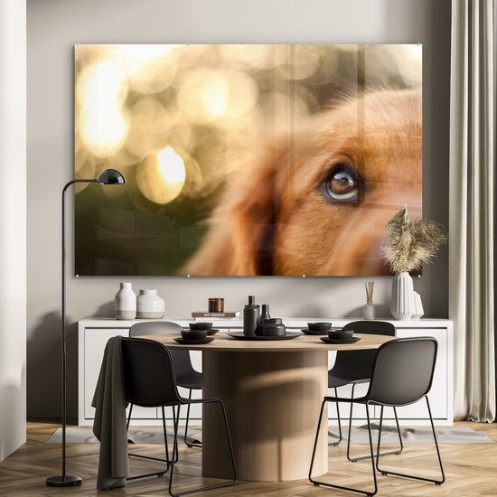 Le scintillement dans l'oeil du Golden Retriever Plexiglass 180x120 cm - Tirage photo sur Glas (Décoration murale Plexiglass) XXL / Groot format!
