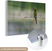 MuchoWow® Glasschilderij 150x100 cm - Schilderij acrylglas - De dwergbijeneter zit op een tak - Foto op glas - Schilderijen