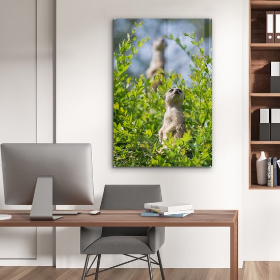 Peinture sur Verre - Buissons - Suricate - Animal - 80x120 cm - Peintures Plexiglas