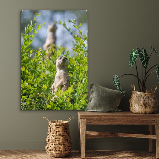 Peinture sur Verre - Buissons - Suricate - Animal - 80x120 cm - Peintures Plexiglas