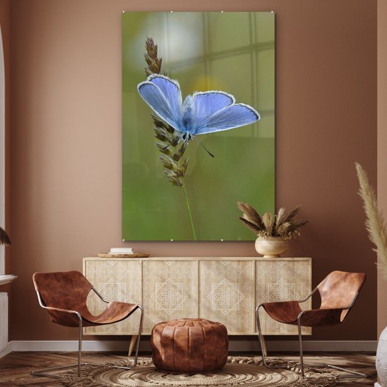 MuchoWow® Peinture sur verre - Papillon bleu sur une tige de maïs - 120x180 cm - Peintures sur verre acrylique - Photo sur Glas