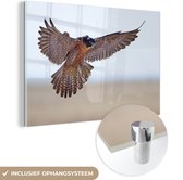 MuchoWow® Glasschilderij 120x80 cm - Schilderij acrylglas - Slechtvalk vliegt in de luhct - Foto op glas - Schilderijen