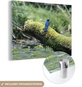 MuchoWow® Glasschilderij 40x30 cm - Schilderij glas - Vogel op een bemoste boom - Foto op acrylglas - Schilderijen