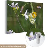 MuchoWow® Glasschilderij 30x20 cm - Schilderij acrylglas - Pinksterbloem met een oranjetip vlinder - Foto op glas - Schilderijen
