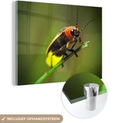 MuchoWow® Glasschilderij 160x120 cm - Schilderij acrylglas - Vuurvliegje op een grasstengel - Foto op glas - Schilderijen