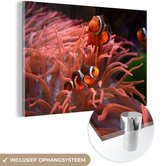 Trois poissons Clown devant une anémone aux couleurs vives Plexiglas 180x120 cm - Tirage photo sur Glas (décoration murale en plexiglas) XXL / Groot format!